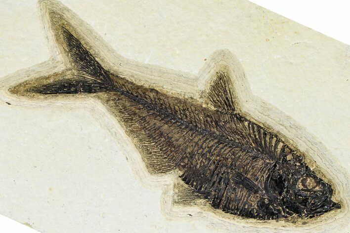 Detailed Fossil Fish (Diplomystus) - Wyoming #370860